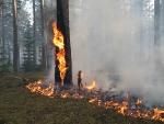 Пожары в Златоустовском лесничестве